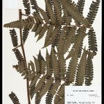 Cyathea cyatheoides Folla