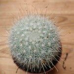 Mammillaria senilisFulla