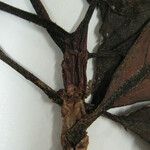 Drymonia coccinea Otro