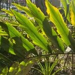 Wallichia oblongifolia Hoja