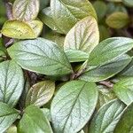 Cotoneaster franchetii Hoja