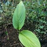 Curcuma longaFlower