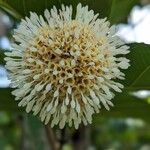 Nauclea latifolia Flor