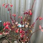 Kalanchoe manginii Flower