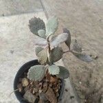 Kalanchoe pumila Hoja