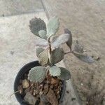 Kalanchoe pumila Leaf