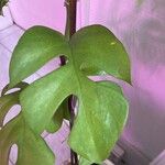 Monstera minima Folha