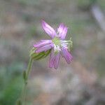 Silene verecunda