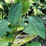 Acalypha aristata Flor