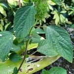 Acalypha alopecuroidea Flor