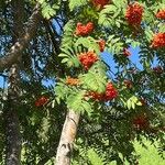 Sorbus aucupariaफल