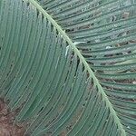 Cycas panzhihuaensis 葉