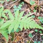 Phegopteris connectilis Feuille