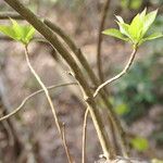 Clethra fargesii Leaf
