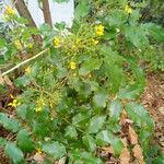 Mahonia aquifolium Flor