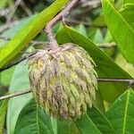 Duguetia riparia Fruit