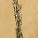Eragrostis mexicana ফল