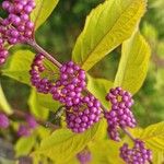 Callicarpa dichotoma果實