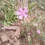 Silene muscipula Fula