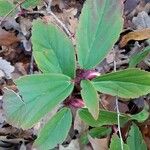 Ribes laurifolium Hoja