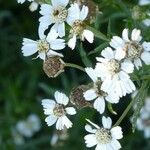 Achillea ptarmica Virág