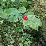 Rubus saxatilisFruit