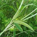 Trifolium montanum Fuelha