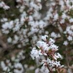 Leucopogon virgatusFlower