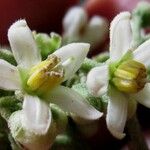 Solanum umbellatum Blomst