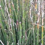 Equisetum hyemale موطن