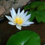 Nymphaea elegans Floare