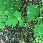 Aquilegia canadensis Folio