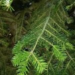 Abies nordmanniana Feuille