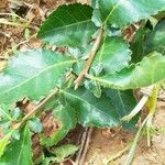 Commiphora africana List