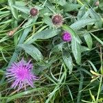 Centaurea nigra পাতা