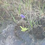 Pinguicula grandiflora Агульны выгляд