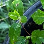 Lonicera japonica Φύλλο