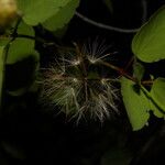 Porophyllum punctatum Fruit