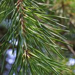 Pinus virginiana Leaf