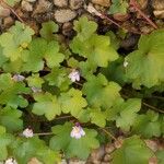 Cymbalaria muralis Ліст