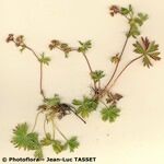 Alchemilla pentaphyllea Συνήθη χαρακτηριστικά