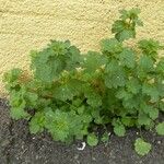 Lamium amplexicaule عادت داشتن