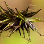 Carex frigida Flower