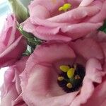 Eustoma exaltatum Cvet