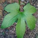 Cayaponia americana Leaf