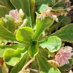Lewisia cotyledon Hoja