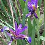 Iris spuria Цвят