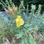 Oenothera biennis Flors