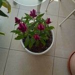 Celosia argenteaΛουλούδι