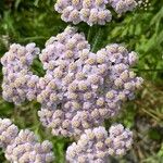 Achillea × roseoalbaKwiat